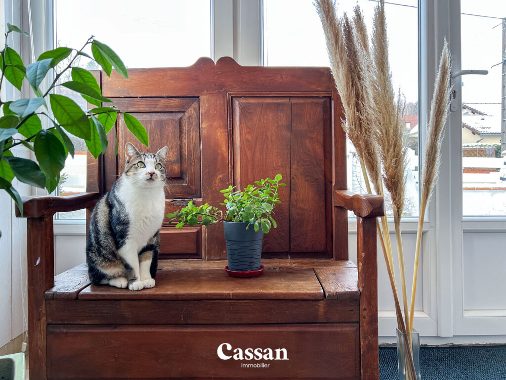 Entrée chat maison à vendre Aurillac Cassan immobilier