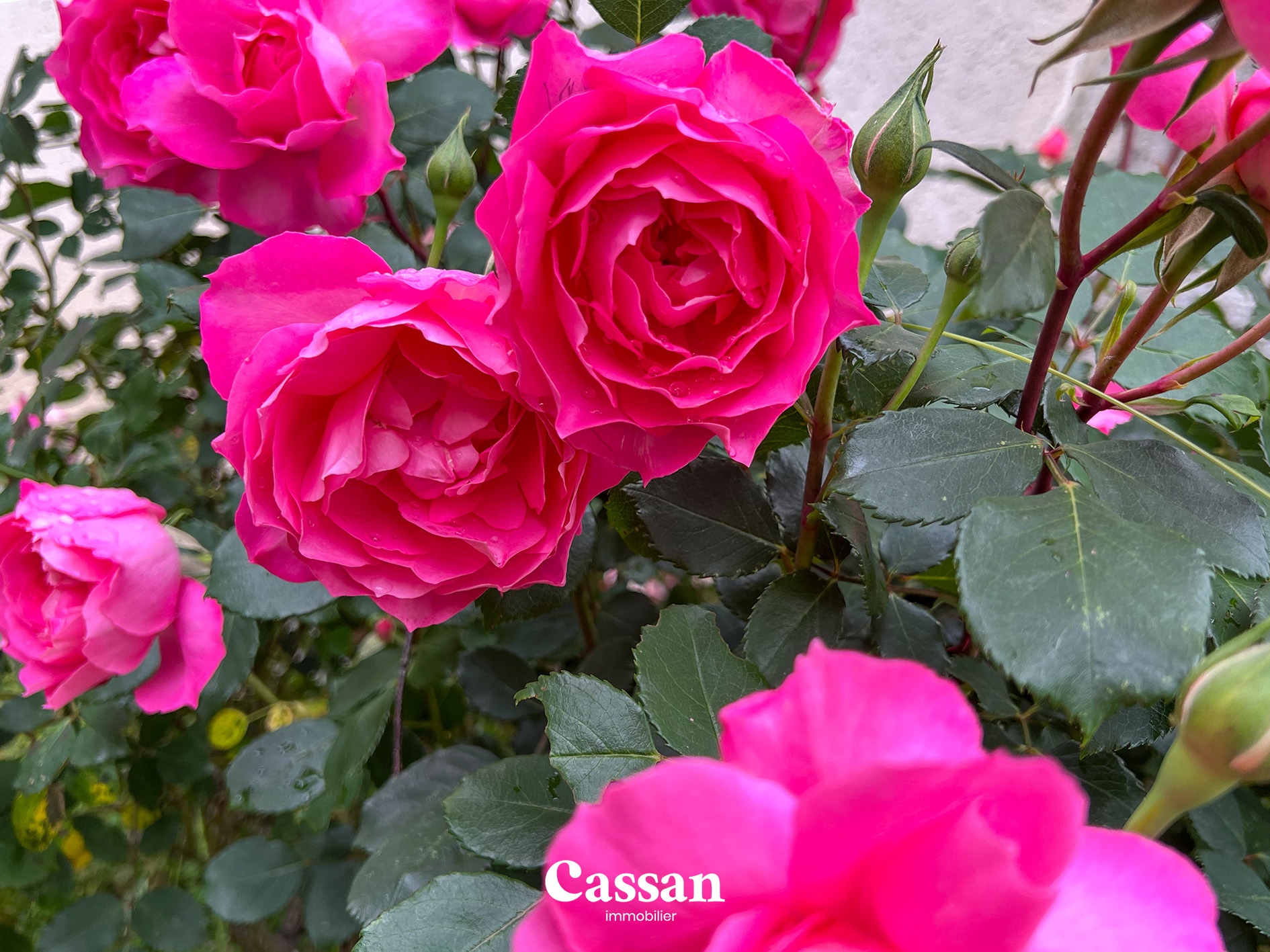 Fleurs maison à vendre Sansac de Marmiesse Cassan immobilier