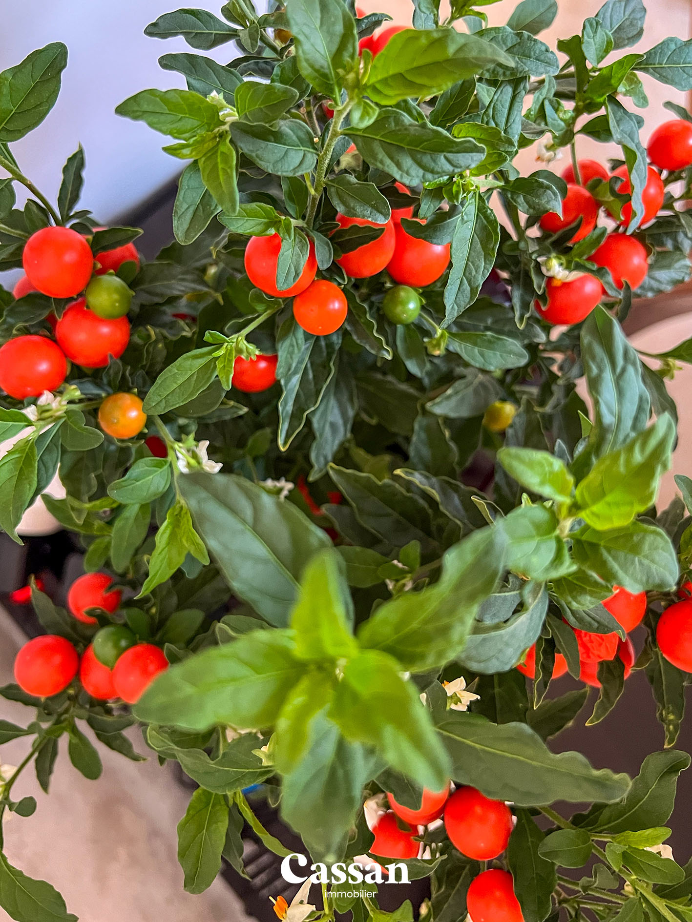 Maison à vendre Ytrac Cassan Immobilier agence immobilière Aurillac